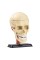 Науковий набір "Модель черепа з нервами" Edu-Toys SK010 збірна, 9 см
